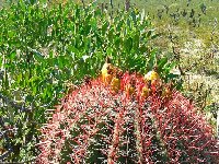 Ferocactus pilosus San Rafael-Cienega del Toro NL, Mexico.JPG